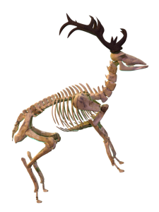 Cerf squelette réalisé en 3D sur Blender
