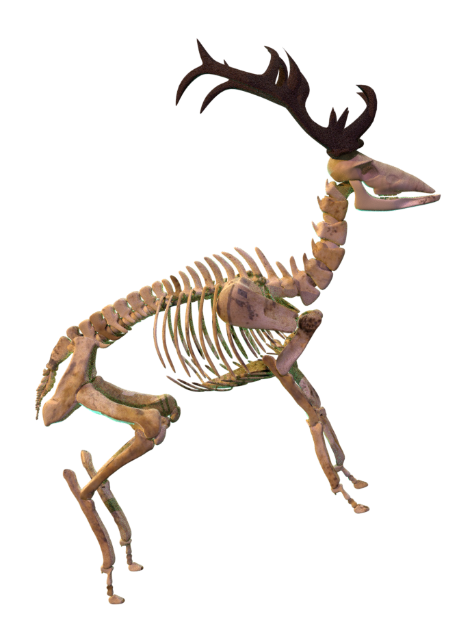 Cerf squelette réalisé en 3D sur Blender