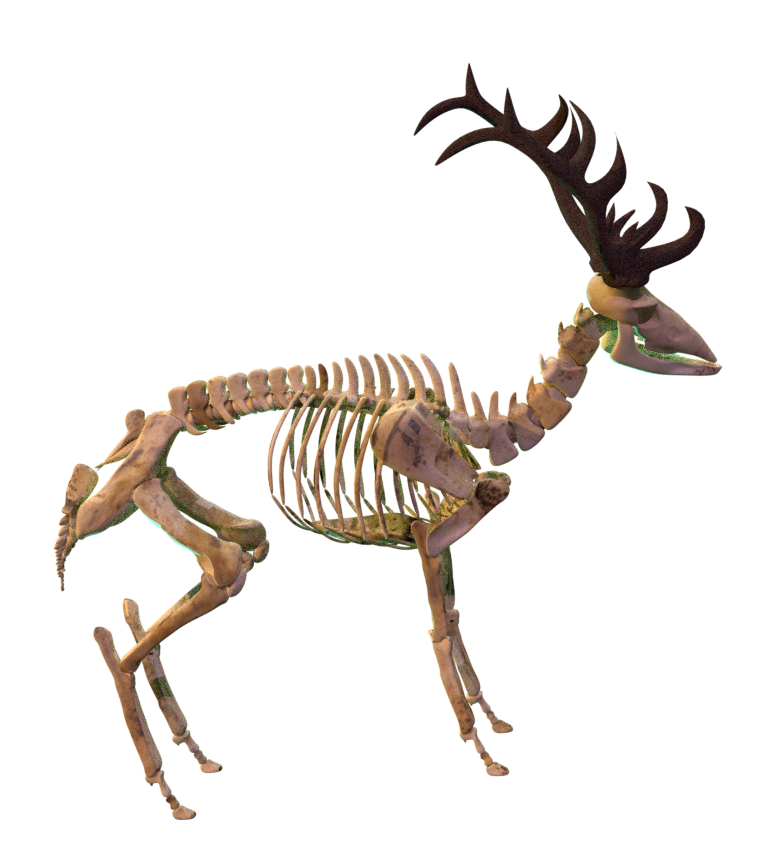 Cerf squelette réalisé en 3D sur Blender