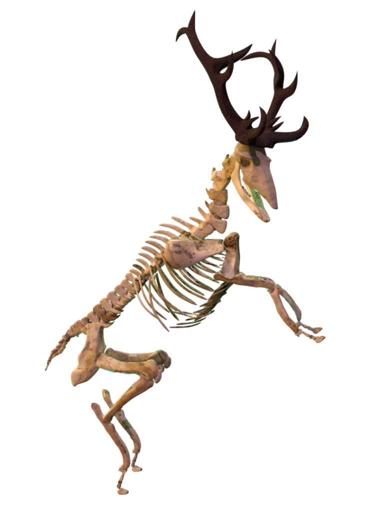 Cerf squelette réalisé en 3D sur Blender